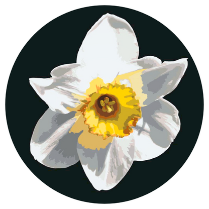 Paint by Numbers - Narcissusblomst