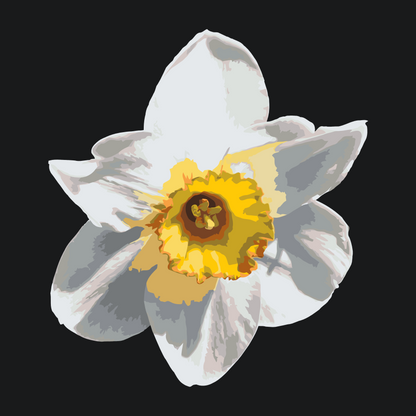 Paint by Numbers - Narcissusblomst