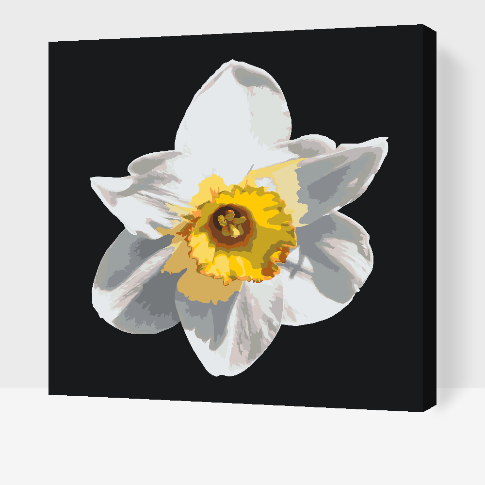 Paint by Numbers - Narcissusblomst