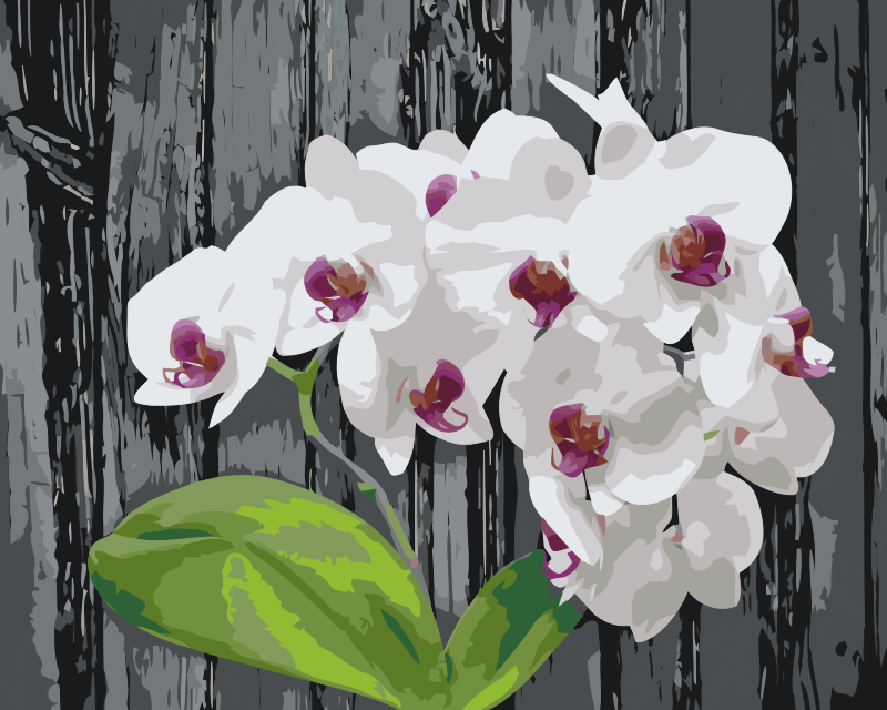 Paint by Numbers - Hvid Orkidé