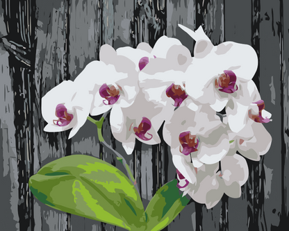 Paint by Numbers - Hvid Orkidé