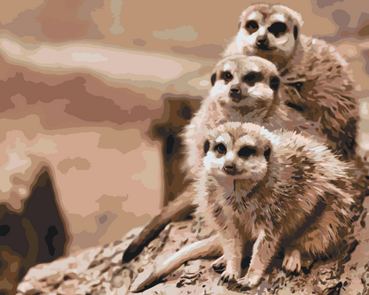 Paint by Numbers - Safari Surikater