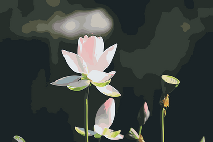 Paint by Numbers - Lotusblomst