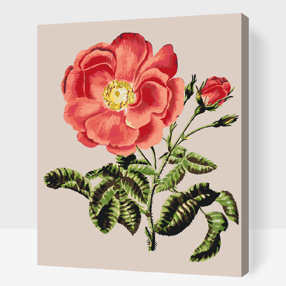 Paint by Numbers - Vintage Rose
