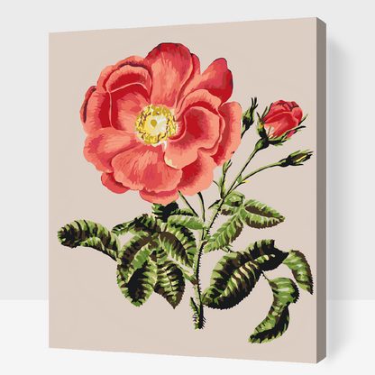 Paint by Numbers - Vintage Rose