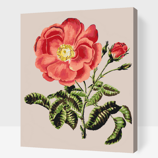 Paint by Numbers - Vintage Rose