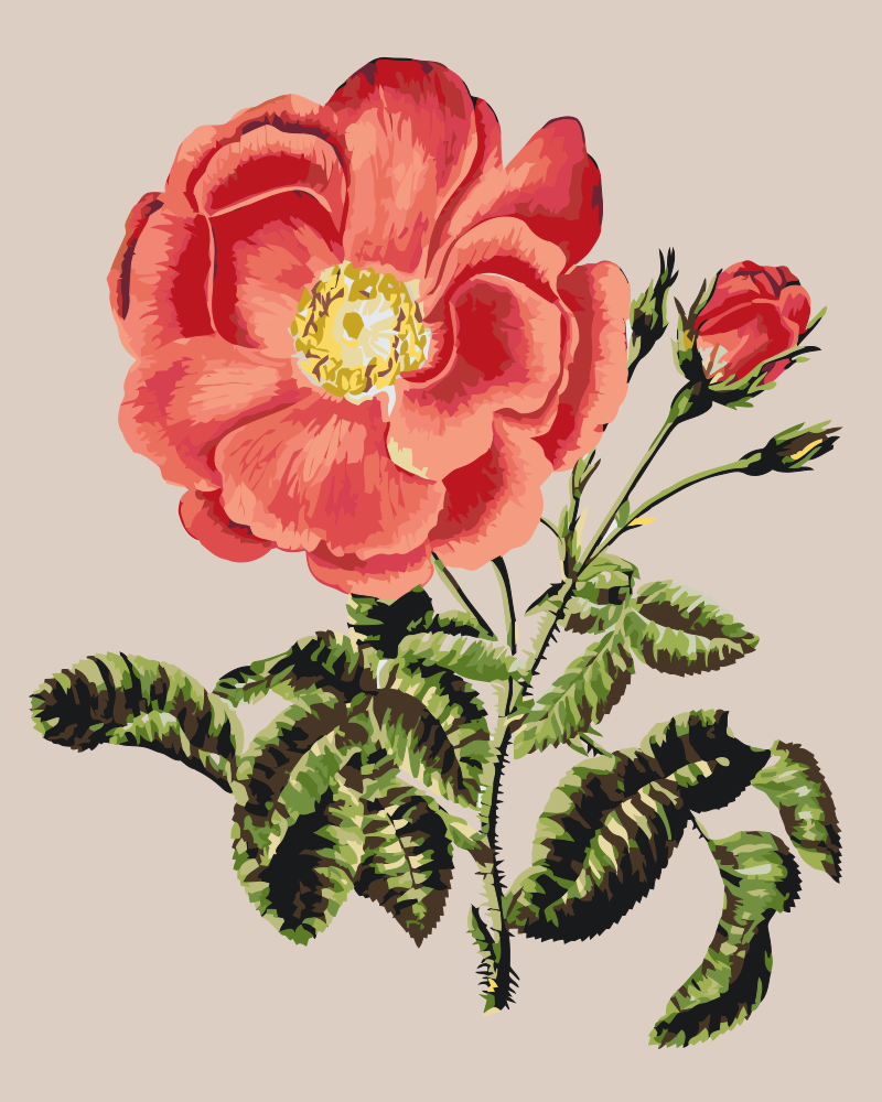 Paint by Numbers - Vintage Rose