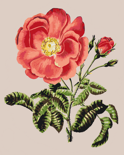 Paint by Numbers - Vintage Rose