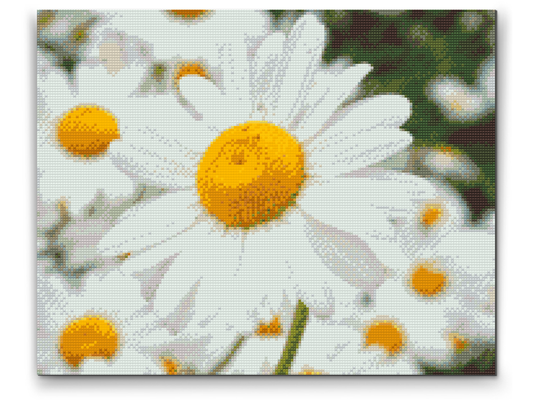 Diamond Painting - Margueritter