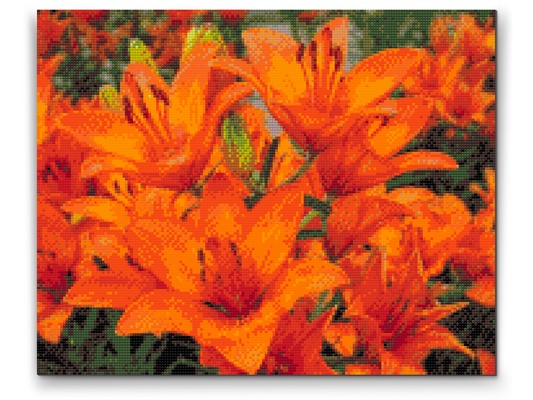 Diamond Painting - Orange liljer
