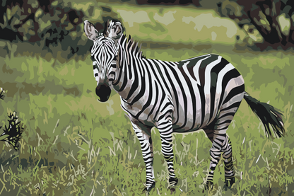 Paint by Numbers - Zebra i naturen