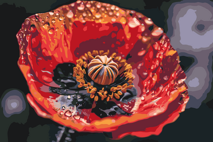 Paint by Numbers - Valmueblomst