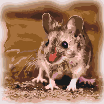 Paint by Numbers - Lille Hamster