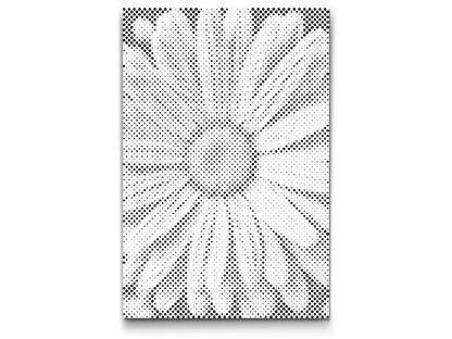 Mal-med-prikker -  Margueritblomst