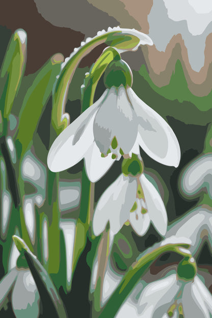 Paint by Numbers - Vintergækblomst