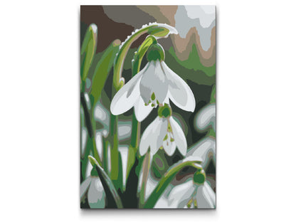 Paint by Numbers - Vintergækblomst