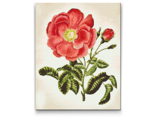 Diamond Painting - Vintage Rose