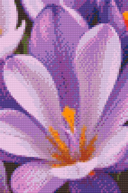 Diamond Painting - Krokusblomst