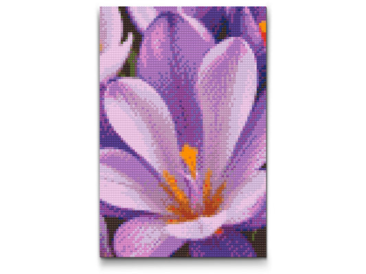 Diamond Painting - Krokusblomst