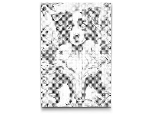 Mal-med-prikker -  Border Collie-hvalp