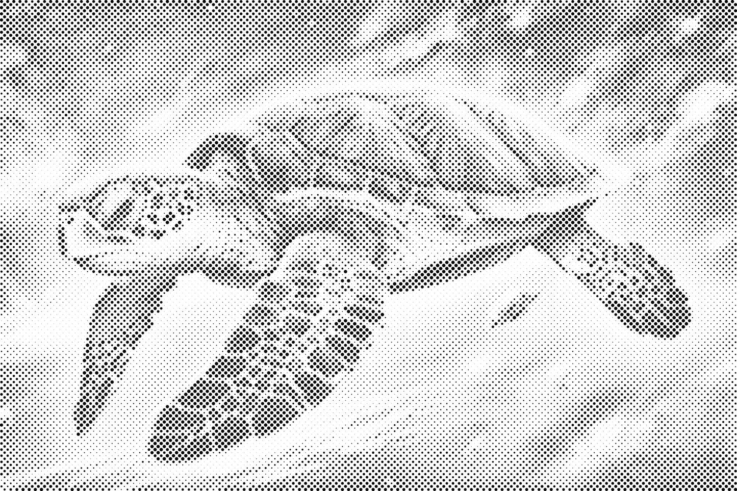 Mal-med-prikker -  Regnbueskildpadde