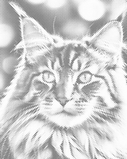 Mal-med-prikker -  Maine Coon-kat