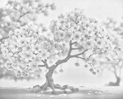 Mal-med-prikker -  Blomstrende sakura-bonsai