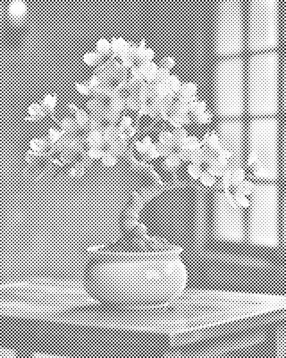 Mal-med-prikker -  Sakura bonsai