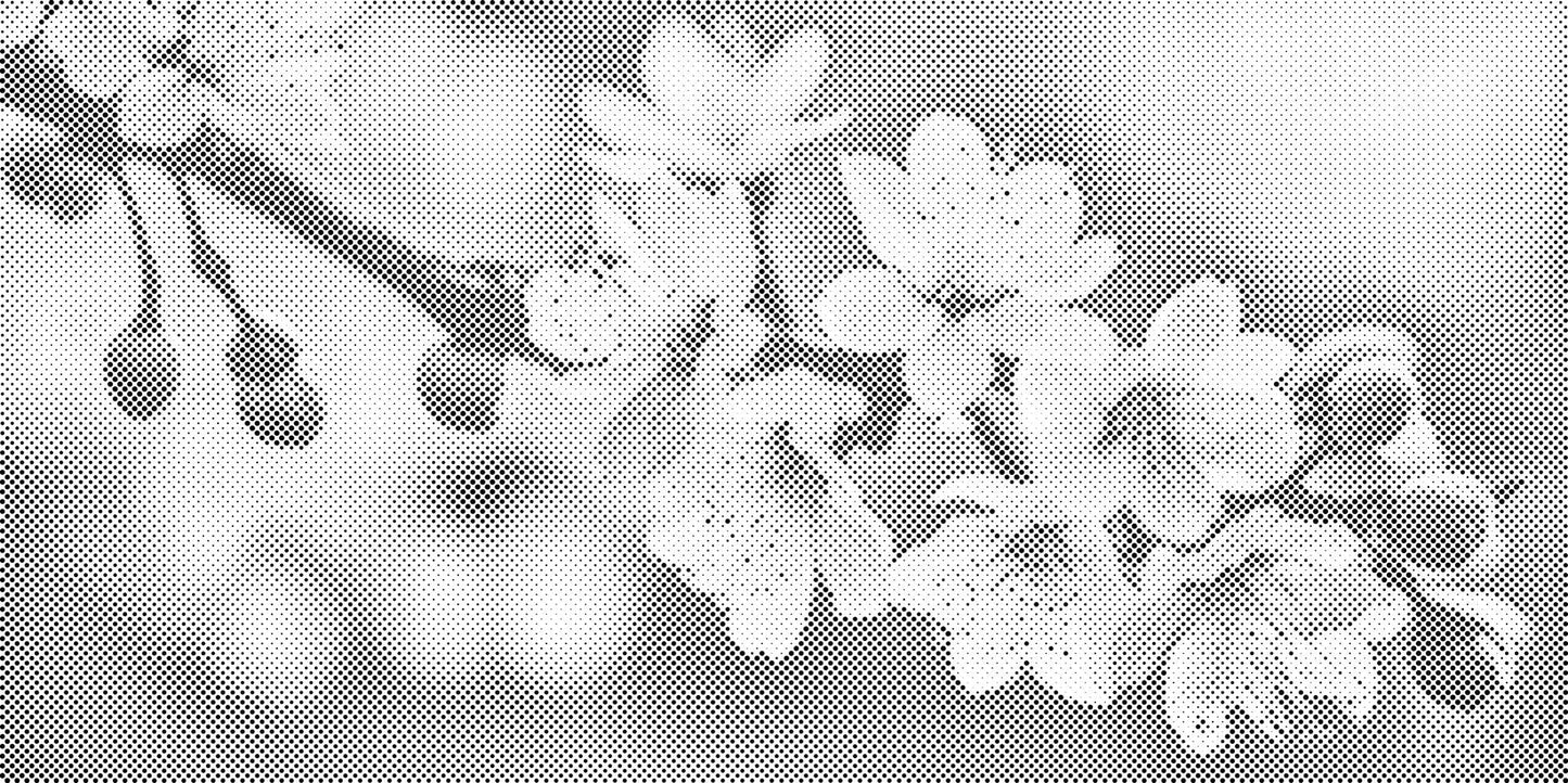 Mal-med-prikker -  Forårsblomster af sakura