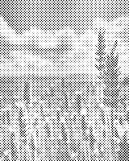 Mal-med-prikker -  Lavendel i marken