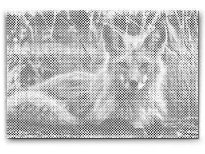 Mal-med-prikker -  Fox