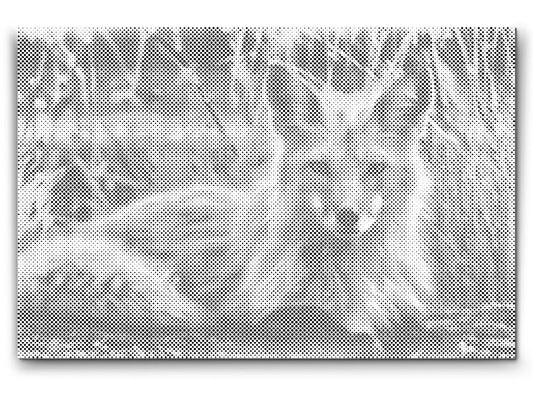 Mal-med-prikker -  Fox