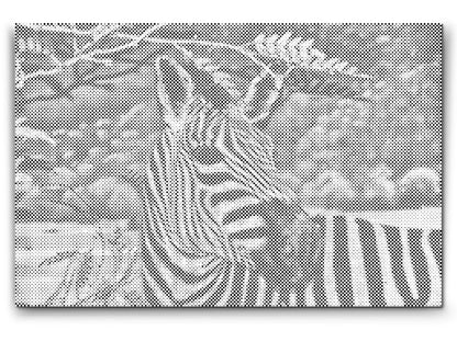 Mal-med-prikker -  Vild Zebra
