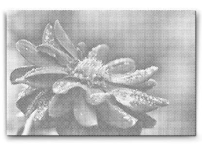 Mal-med-prikker -  Red Dahlia 2