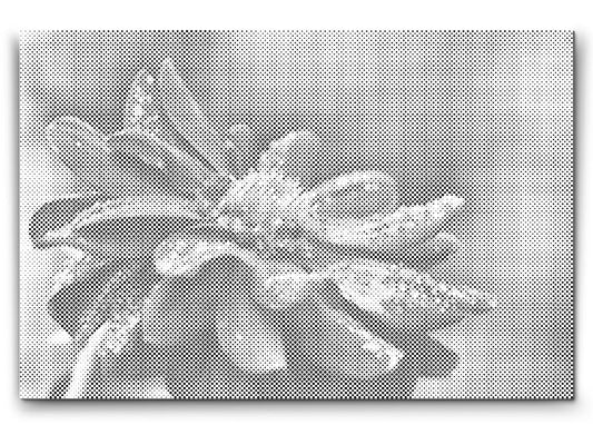 Mal-med-prikker -  Red Dahlia 2