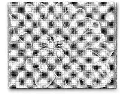 Mal-med-prikker -  Rød Dahlia