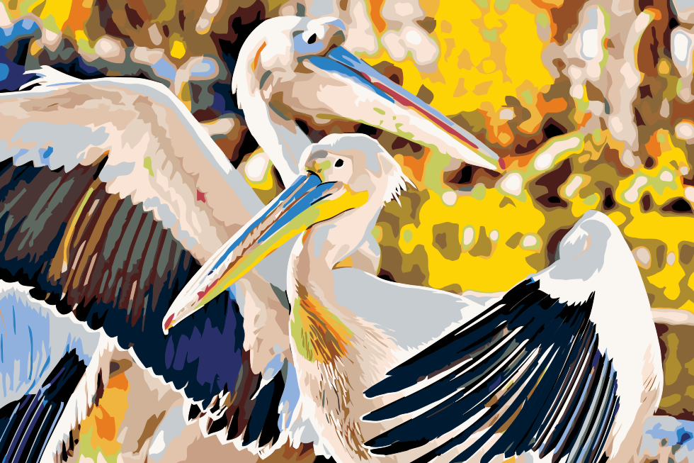 Paint by Numbers - Pelikaner