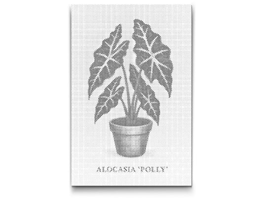 Mal-med-prikker -  Alocasia Polly