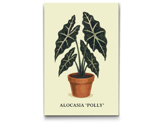 Paint by Numbers - Alocasia Polly
