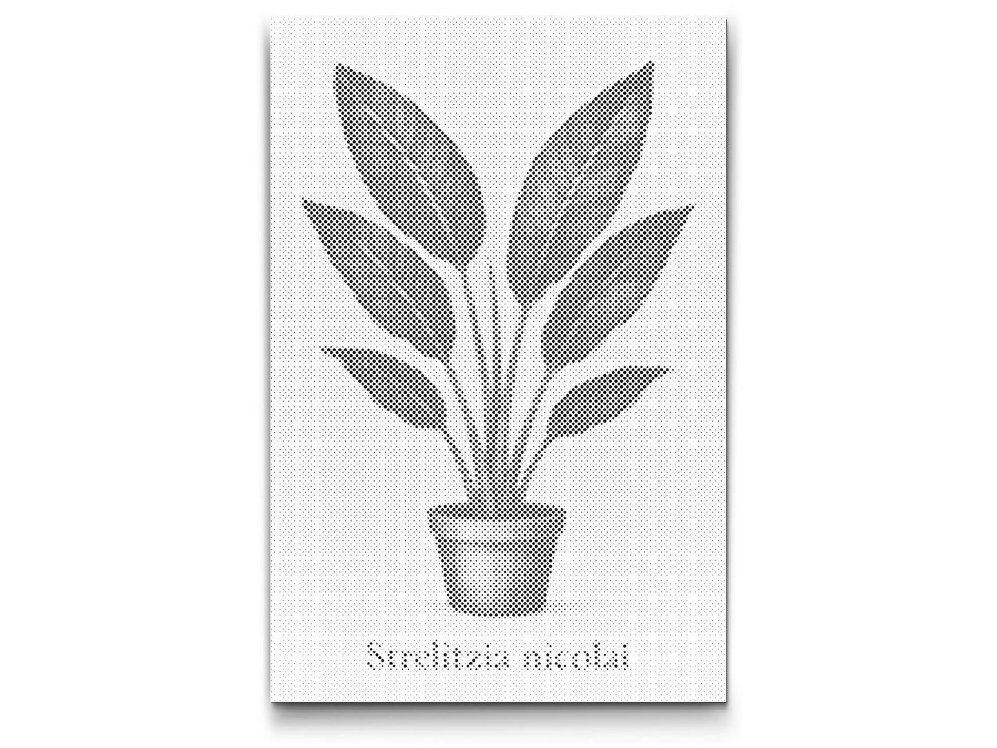 Mal-med-prikker -  Kæmpe Strelitzia