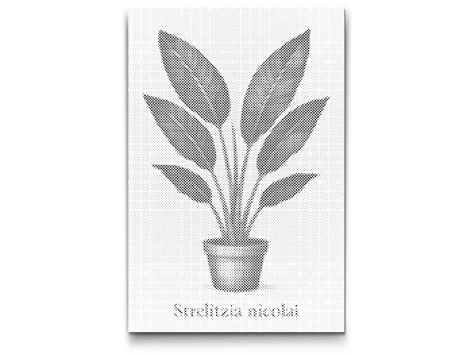 Mal-med-prikker -  Kæmpe Strelitzia