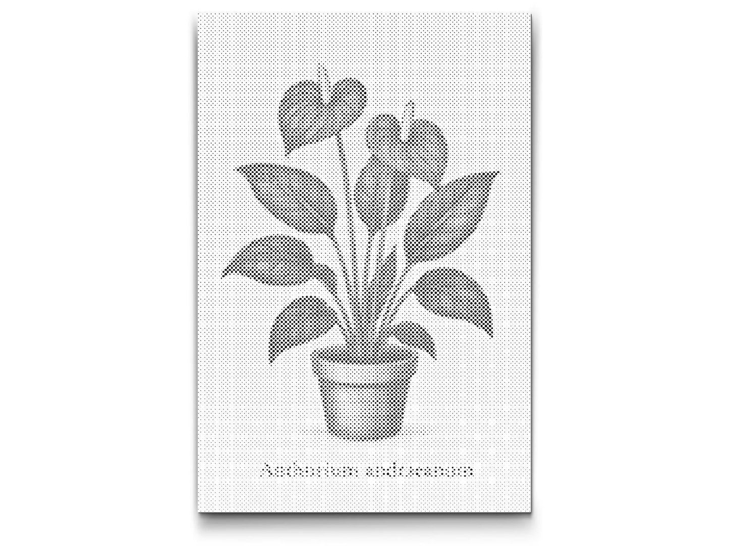 Mal-med-prikker -  Andres anthurium / Flamingoblomst