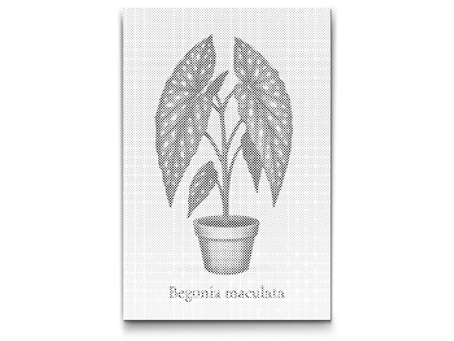 Mal-med-prikker -  Polka Dot Begonia