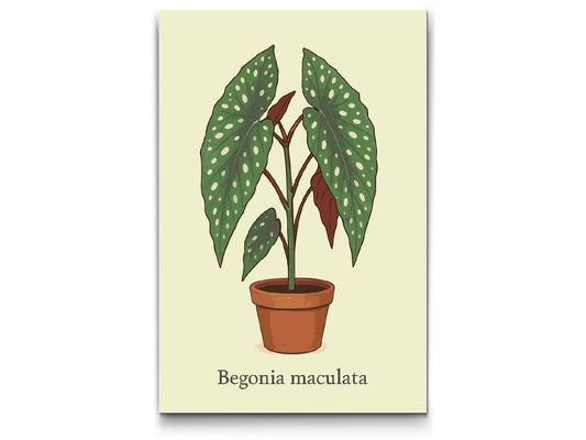 Paint by Numbers - Polka Dot Begonia