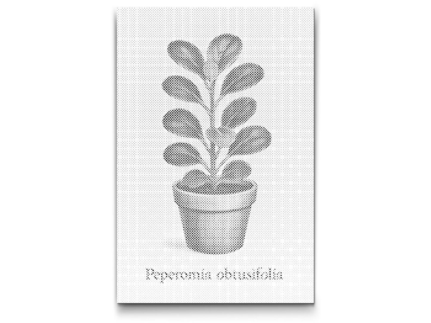 Mal-med-prikker -  Babygummiplante