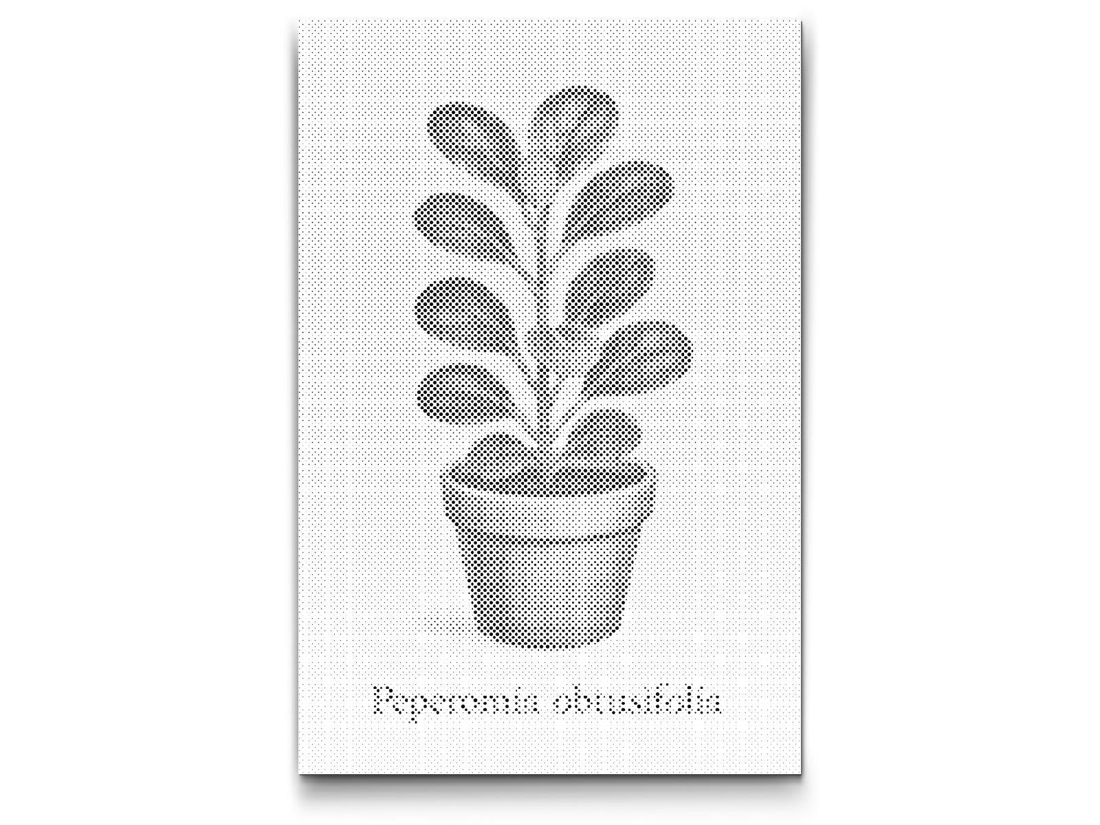 Mal-med-prikker -  Babygummiplante