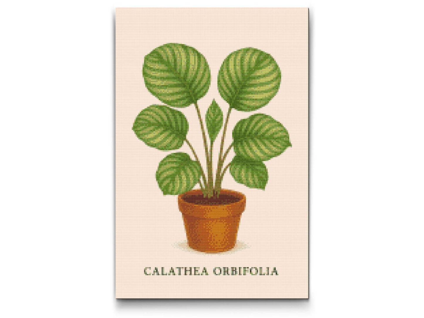 Diamond Painting - Calathea orbifolia