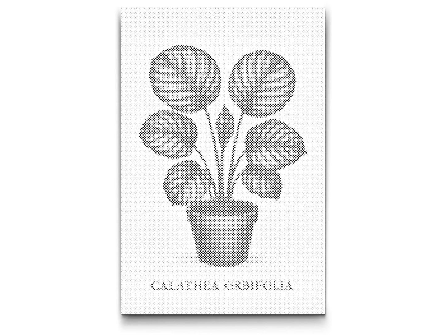 Mal-med-prikker -  Calathea orbifolia