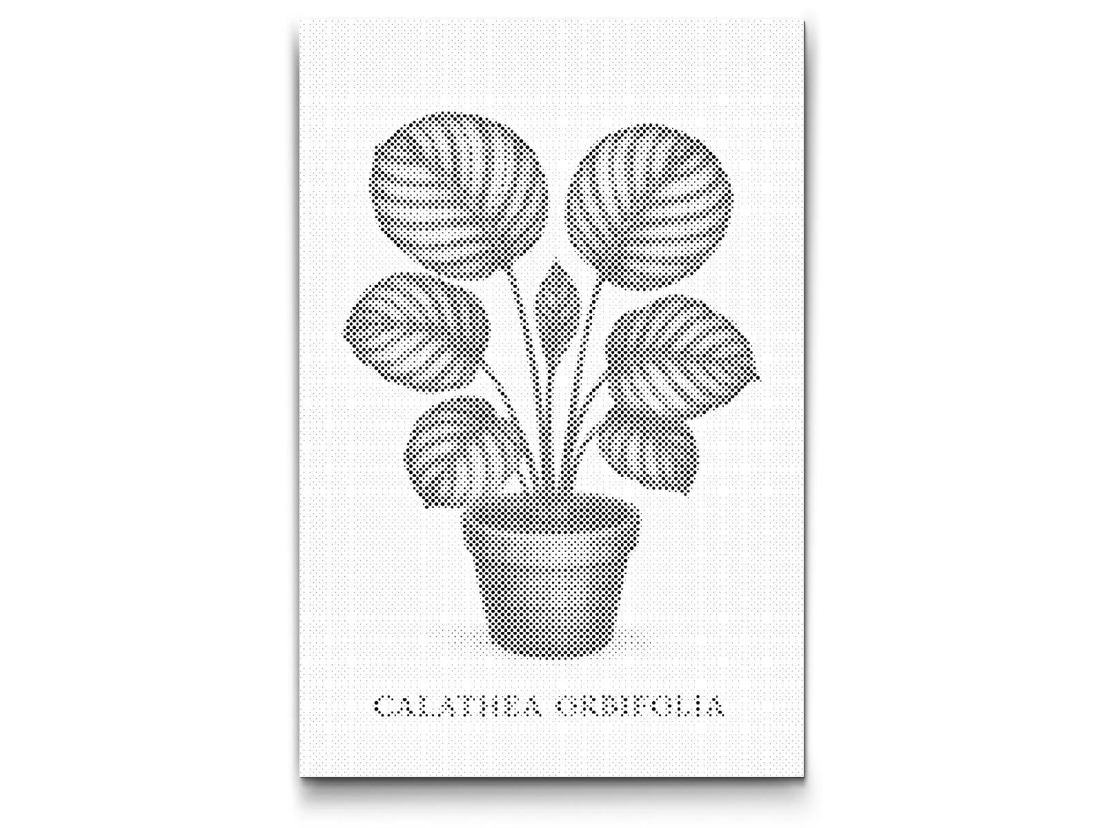 Mal-med-prikker -  Calathea orbifolia