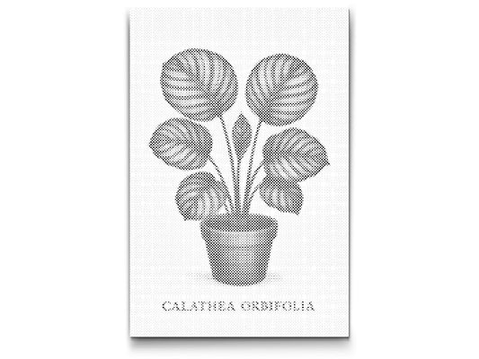 Mal-med-prikker -  Calathea orbifolia